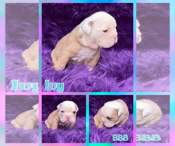 Medium Photo #5 English Bulldog Puppy For Sale in HASTINGS, MI, USA