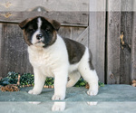 Puppy Savanah Akita