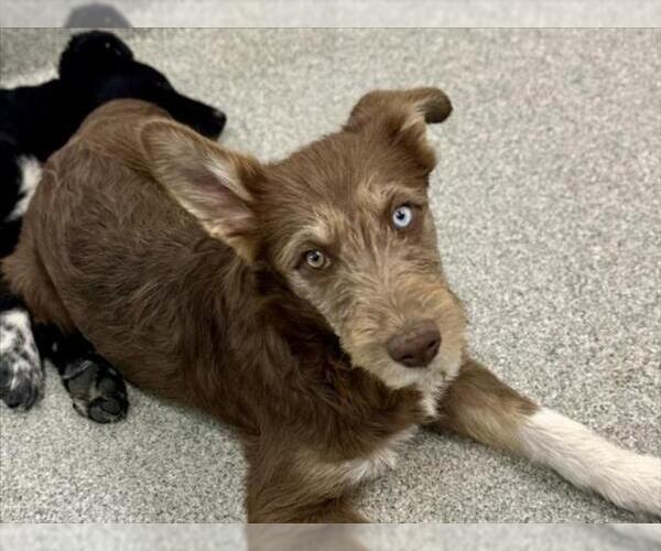 Medium Photo #1 Poodle (Standard)-Unknown Mix Puppy For Sale in Fort Collins, CO, USA