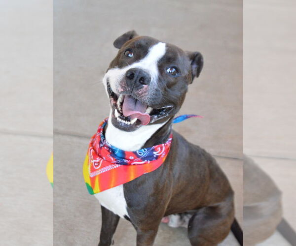 Medium Photo #2 American Pit Bull Terrier-Unknown Mix Puppy For Sale in McKinney, TX, USA