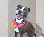 Small #1 American Pit Bull Terrier Mix