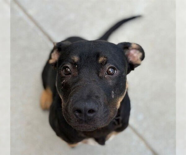 Medium Photo #1 Rottweiler-Unknown Mix Puppy For Sale in Tulsa, OK, USA