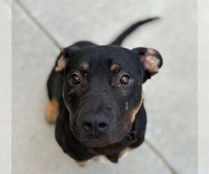 Rottweiler-Unknown Mix Dogs for adoption in Tulsa, OK, USA