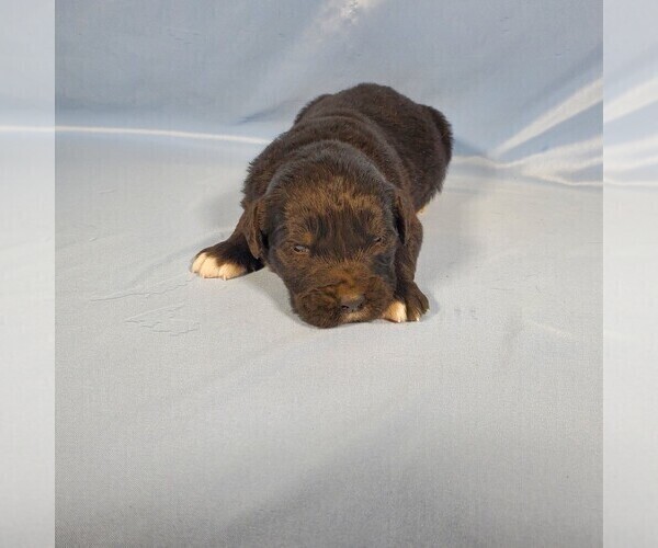 Medium Photo #6 Golden Mountain Dog Puppy For Sale in BLACK FOREST, CO, USA