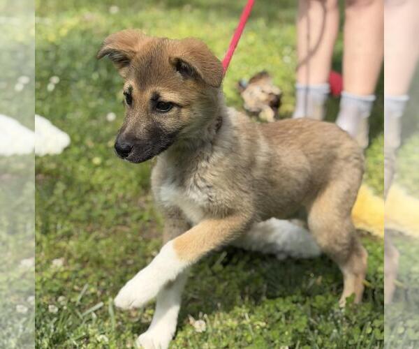 Medium Photo #3 German Shepherd Dog-Great Pyrenees Mix Puppy For Sale in Yardley, PA, USA