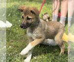 Small #2 German Shepherd Dog-Great Pyrenees Mix