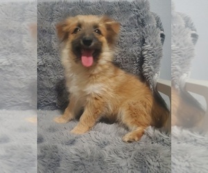 Medium Australian Shepherd-Pomeranian Mix