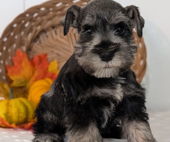 Medium Photo #3 Schnauzer (Miniature) Puppy For Sale in GOSHEN, IN, USA
