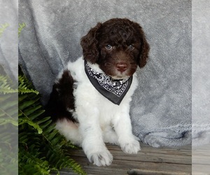 Miniature Labradoodle Puppy for sale in FREDERICKSBURG, OH, USA