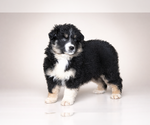 Puppy Roxie Australian Shepherd
