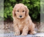 Small Goldendoodle (Miniature)