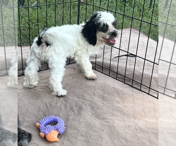 Medium Photo #4 Shih Tzu Puppy For Sale in GLOUCESTER, VA, USA