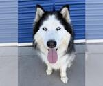 Small Alaskan Malamute