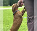Small #2 Dachshund Mix