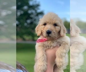 Goldendoodle Puppy for sale in BEATTYVILLE, KY, USA