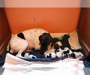 German Shorthaired Pointer Puppy for sale in TITUSVILLE, PA, USA