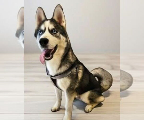 Medium Photo #4 Siberian Husky Puppy For Sale in Lighthouse Point, FL, USA