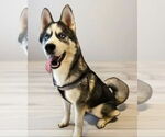 Small #3 Siberian Husky