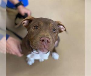 Mutt Dogs for adoption in Chula Vista, CA, USA