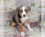 Small #7 Miniature Australian Shepherd