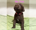 Puppy Ms Pink Labrador Retriever