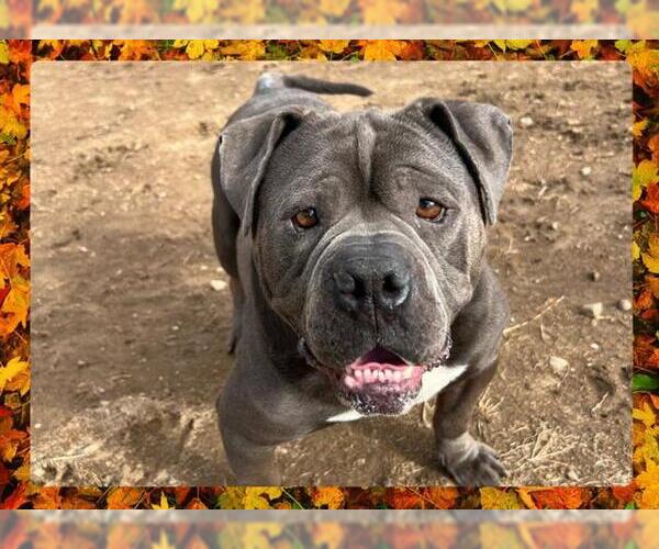 Medium Photo #2 American Staffordshire Terrier Puppy For Sale in Ojai, CA, USA