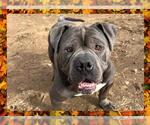 Small #1 American Staffordshire Terrier