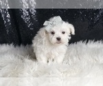 Small Photo #104 Maltese Puppy For Sale in WARSAW, IN, USA