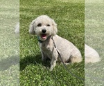 Small Photo #1 Bichon Frise Puppy For Sale in COLUMBIANA, OH, USA