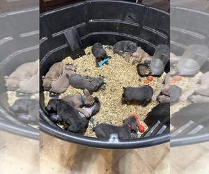 Cane Corso Puppy for sale in HUNTINGTON, IN, USA