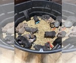 Litter of 12 - Male(s) and Female(s) Cane CorsoLitter of Puppies for Sale - Small photo