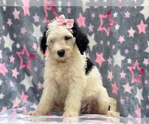 Australian Cattle Dog-Poodle (Standard) Mix Puppy for sale in LAKELAND, FL, USA