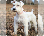 Small Photo #1 Schnauzer (Miniature) Puppy For Sale in MURFREESBORO, TN, USA