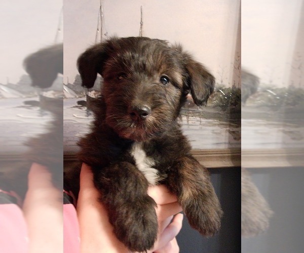 Medium Photo #3 Collie-Poodle (Miniature) Mix Puppy For Sale in PERU, IN, USA