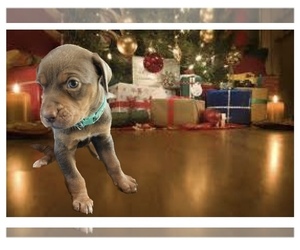 Catahoula Leopard Dog Puppy for sale in WHITETHORN, CA, USA
