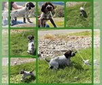 Puppy 1 Wirehaired Pointing Griffon