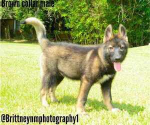 German Shepherd Dog-Siberian Husky Mix Puppy for sale in MULBERRY, FL, USA
