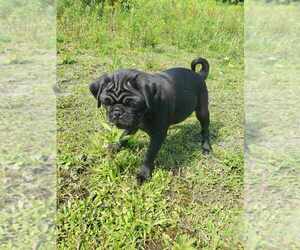 Pug Puppy for Sale in LYNDON CENTER, Vermont USA