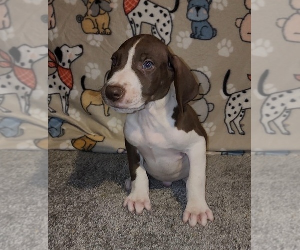 Medium Photo #2 Great Dane Puppy For Sale in DENHAM SPRINGS, LA, USA