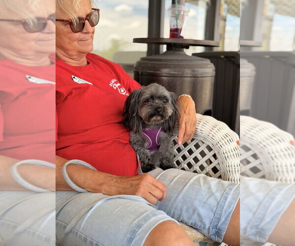 Medium Photo #4 Shih Tzu-Unknown Mix Puppy For Sale in Mundelein, IL, USA