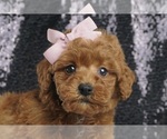 Puppy Zella AKC Mastiff