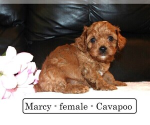Cavapoo Puppy for Sale in CLARKRANGE, Tennessee USA