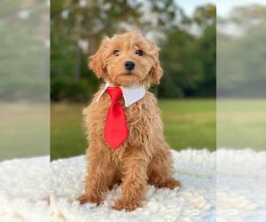 Goldendoodle Puppy for sale in FROSTPROOF, FL, USA