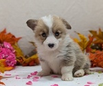 Small #7 Pembroke Welsh Corgi
