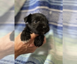 Schnauzer (Miniature) Puppy for Sale in ORLANDO, Florida USA