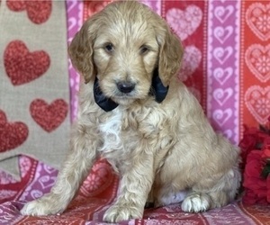 Goldendoodle Puppy for sale in LANCASTER, PA, USA