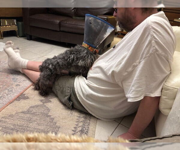Medium Photo #4 Maltese-Unknown Mix Puppy For Sale in Lakewood, CO, USA