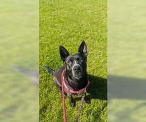 Charlotte Webb - Female German Shepherd Dog-Unknown Mix Dog for Adoption - Photo #2