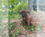 Small #1 Labrador Retriever Mix