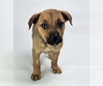 Small #2 Rottweiler Mix
